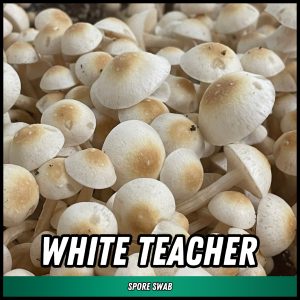 white teacher mushrooms grown from spores on a swab