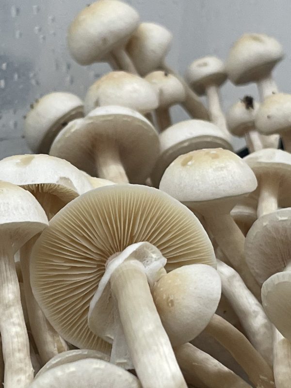 white teacher mushrooms from spores