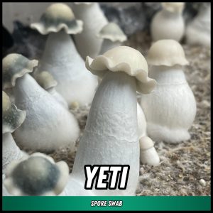 Yeti mushrooms grown from spores on a swab