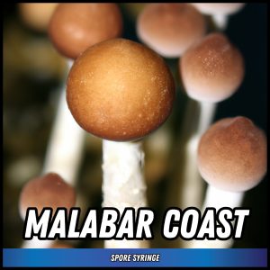 Malabar coast mushrooms grown from magic mushroom spores