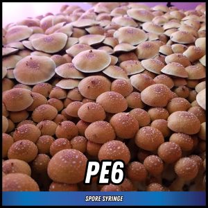 PE6 Mushrooms grown from magic mushroom spores in a syringe