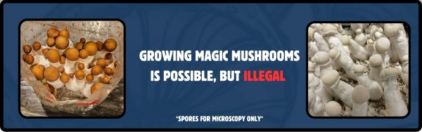 Magic mushrooms growing, with explanatory text 