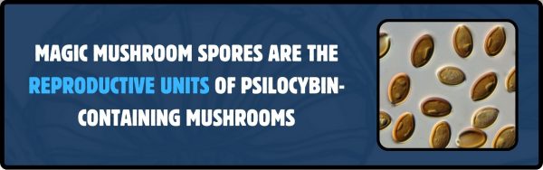 Magic mushroom spores under microscope with explanatory text