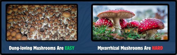 Magic Mushrooms And Amanita Mushroom compared side by side