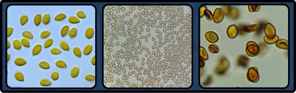 3 types of magic mushroom spores, side by side