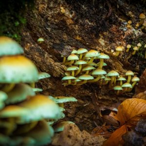 magic mushrooms growing on tree