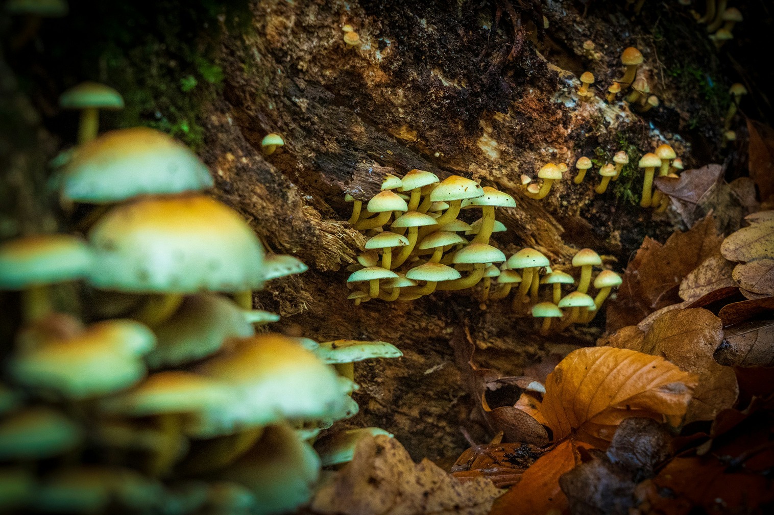 magic mushrooms growing on tree