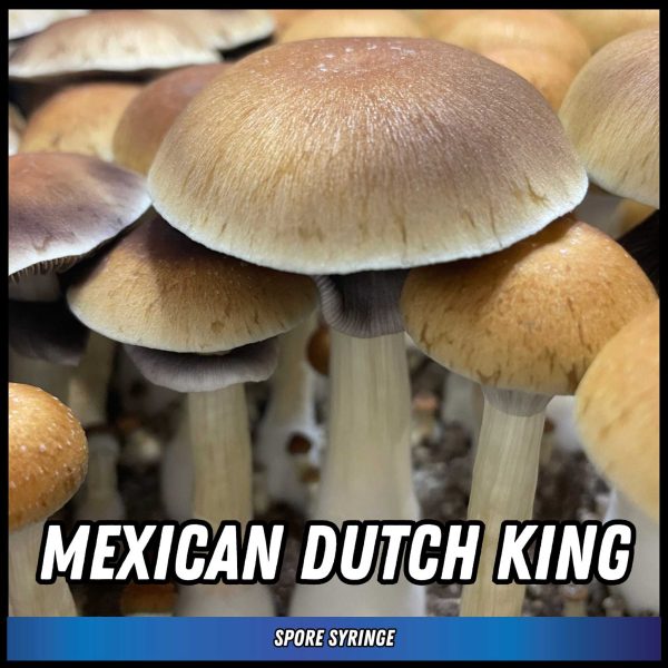 Mexican Dutch King (MDK) Spore Syringe (P. cubensis)